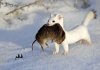 snow-weasel-2.jpg
