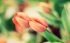 macro-photo-tulips-wallpaper-2560x1600.jpg