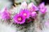 cactus-flowers-5.jpg