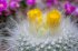 cactus-flowers-6.jpg