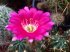 cactus-flowers-11.jpg