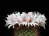 cactus-flowers-25.jpg