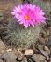 cactus-flowers-24.jpg