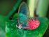 amazing_glasswing_Butterfly.jpg