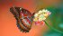 butterfly-HD-wallpaper-download-2.jpg