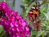 butterfly-HD-wallpaper-download-1.jpg