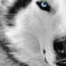 teen_gray_wolf